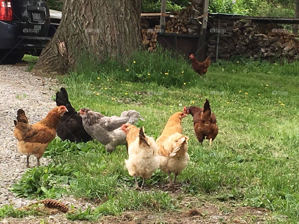 A group of different coloured chickens forage for grass and critters in the grass. 