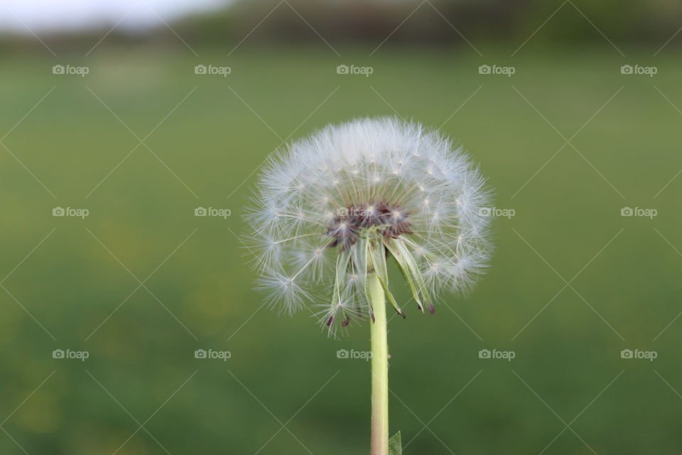 Dandelion close-up