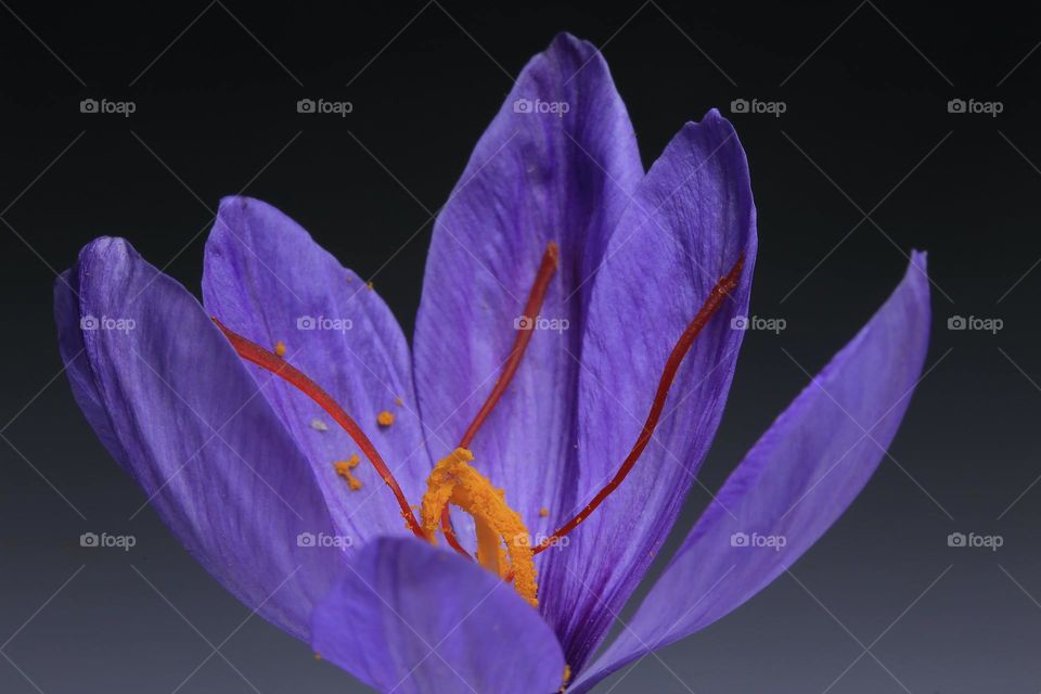 Natural Animal Wild Life