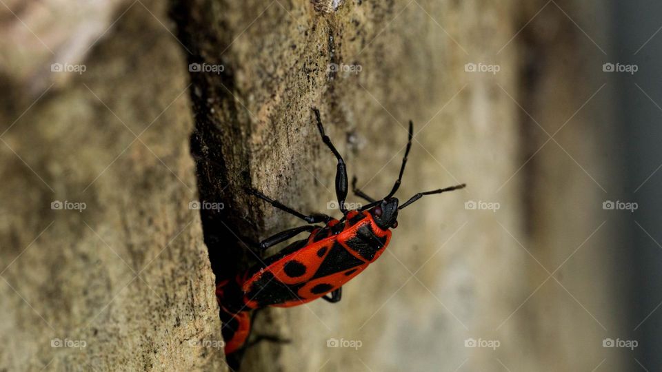 A bug on wooden surface