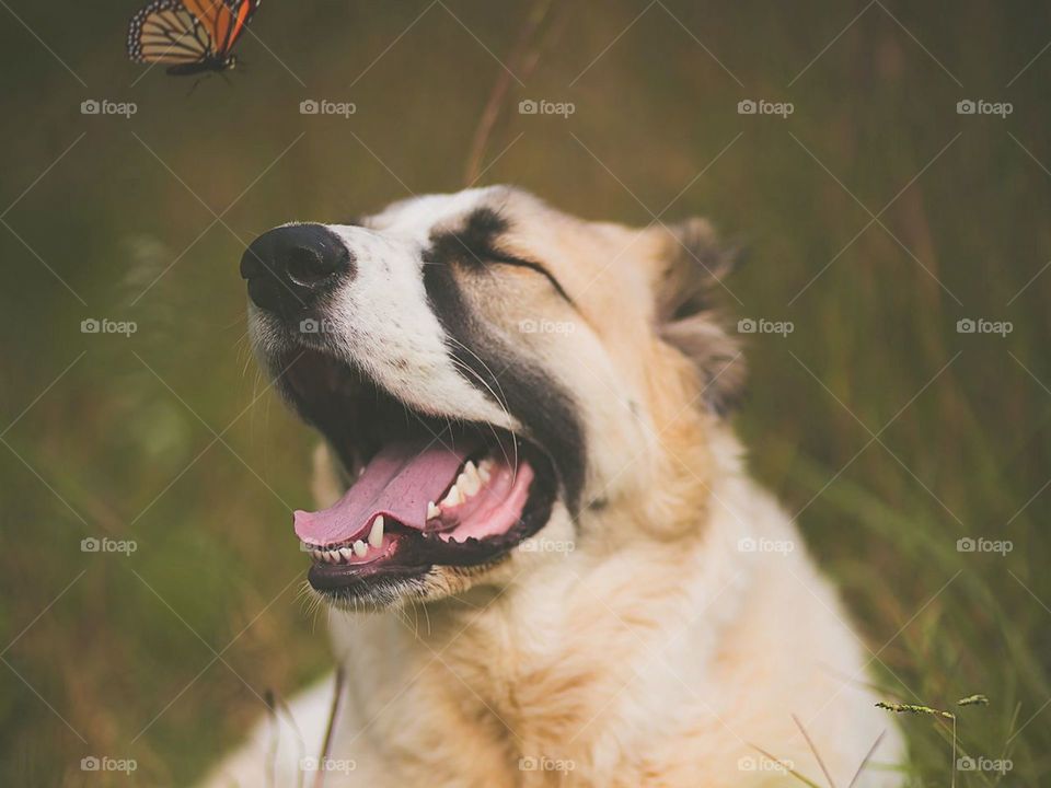 собака, питомец, высунутый язык, милый, бабочка,