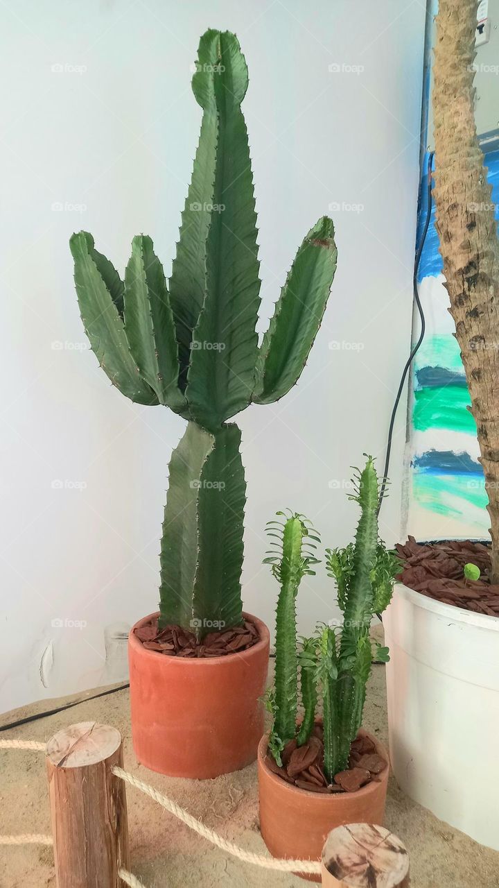 Cactos