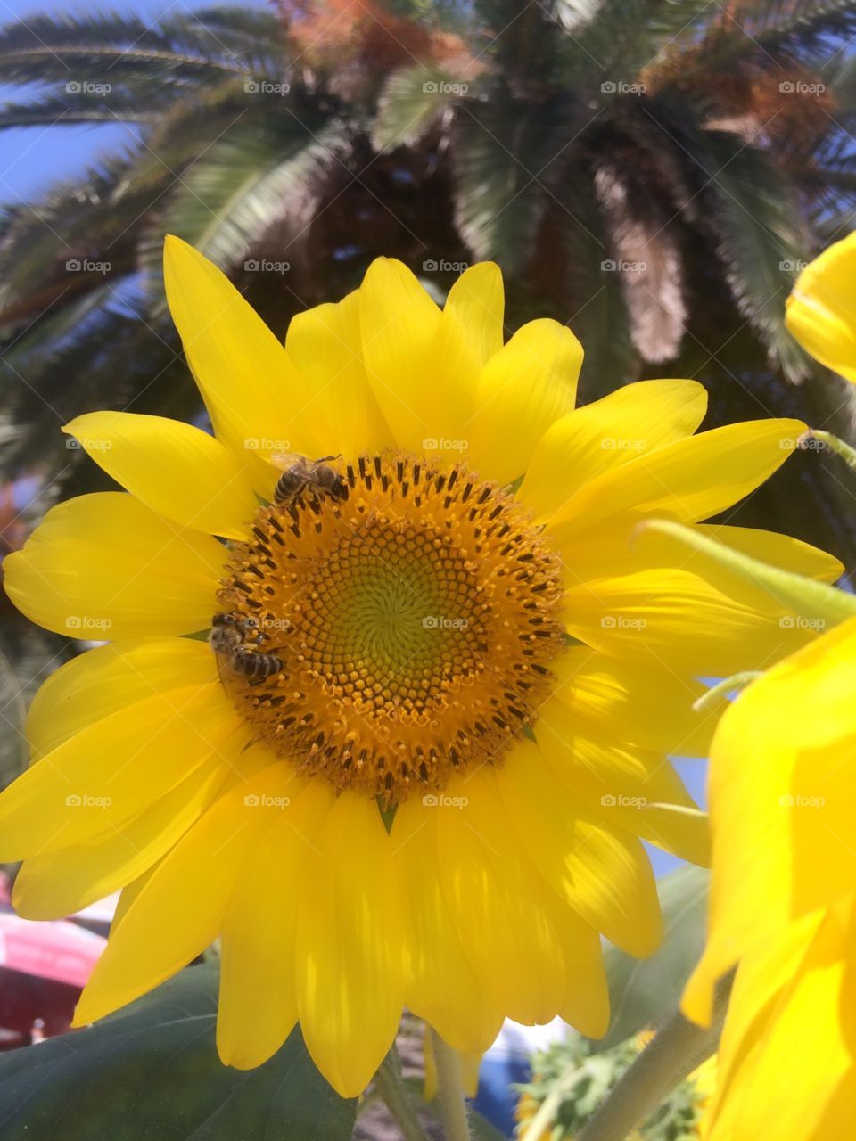 Sunflowers