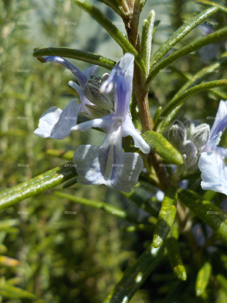Rosemary's flowers resemble orchids!? 