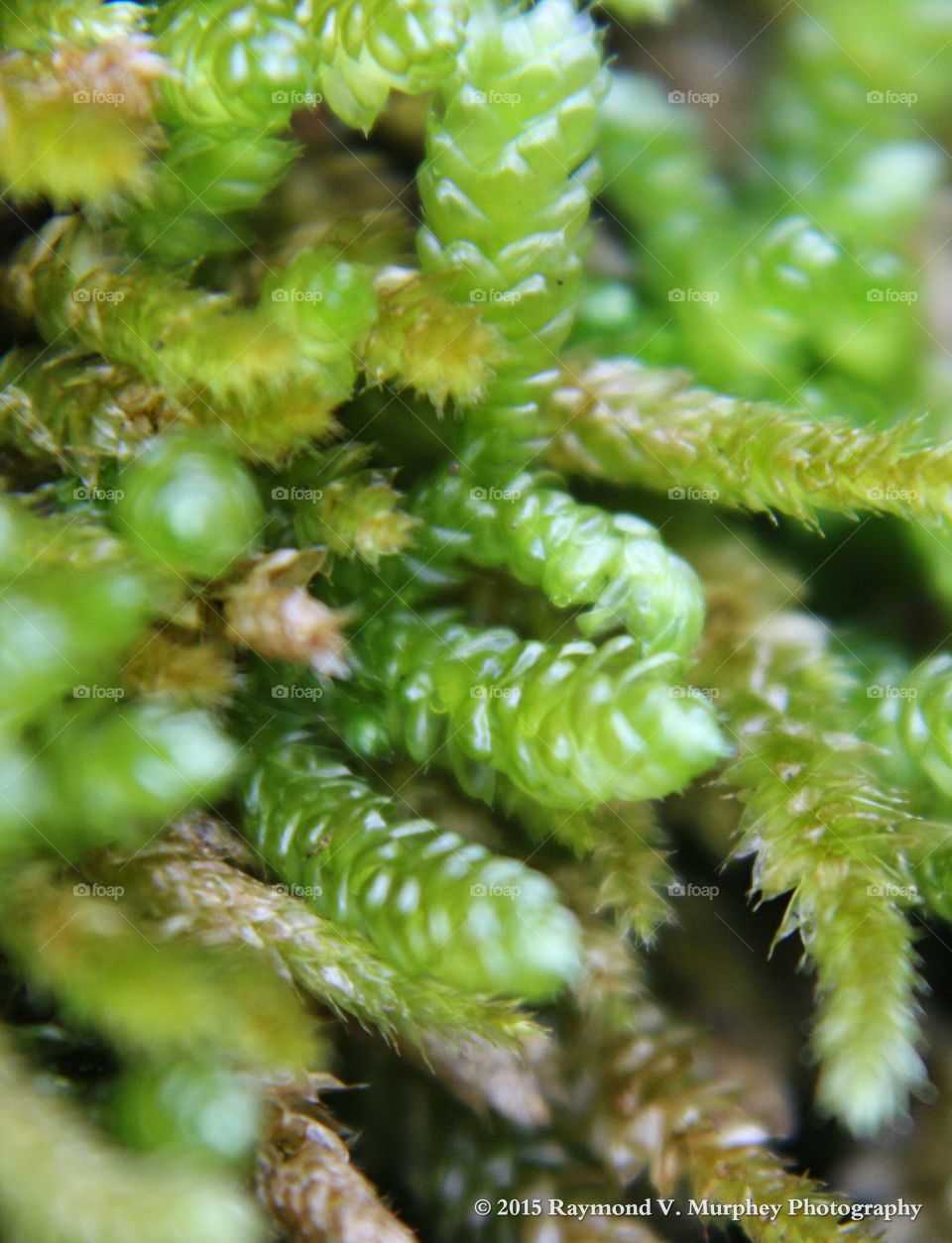 macro moss. Love to take close ups. This moss was one of my subjects. 