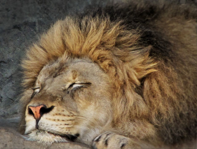 animal lion naptime sleping by landon