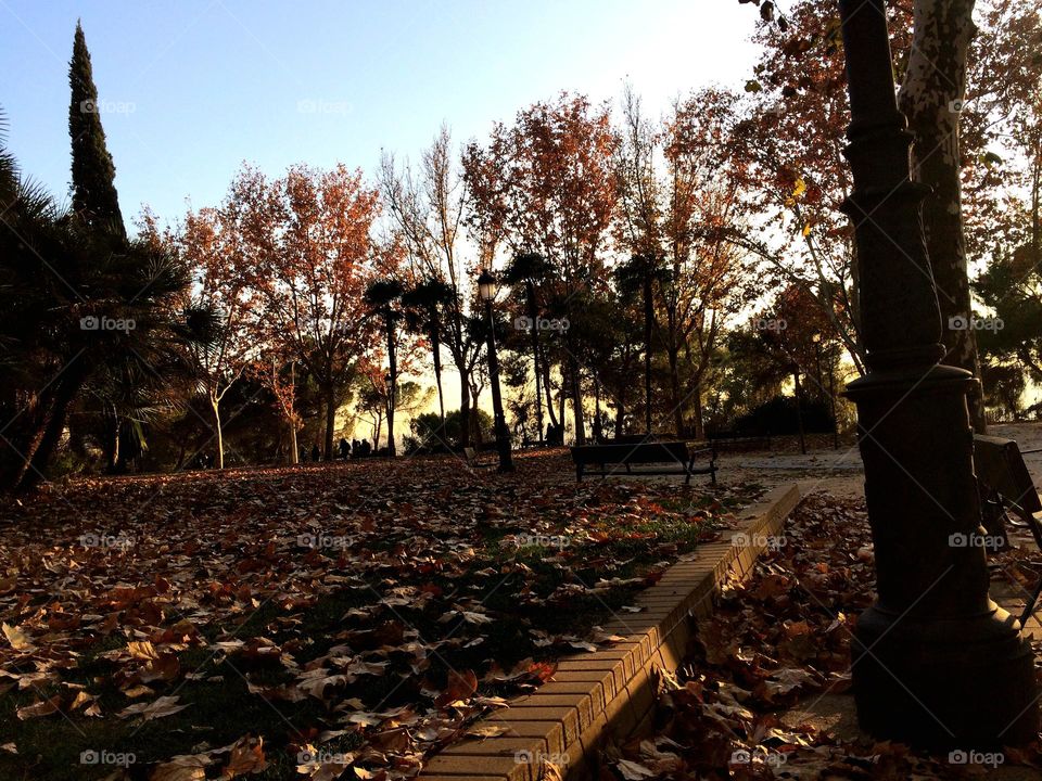 Cuando llega el otoño pinta el suelo con sus característicos colores naranja, ocre y amarillo.