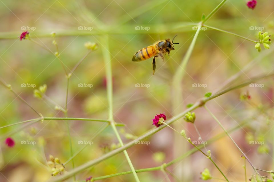 Bee collecting pollen.