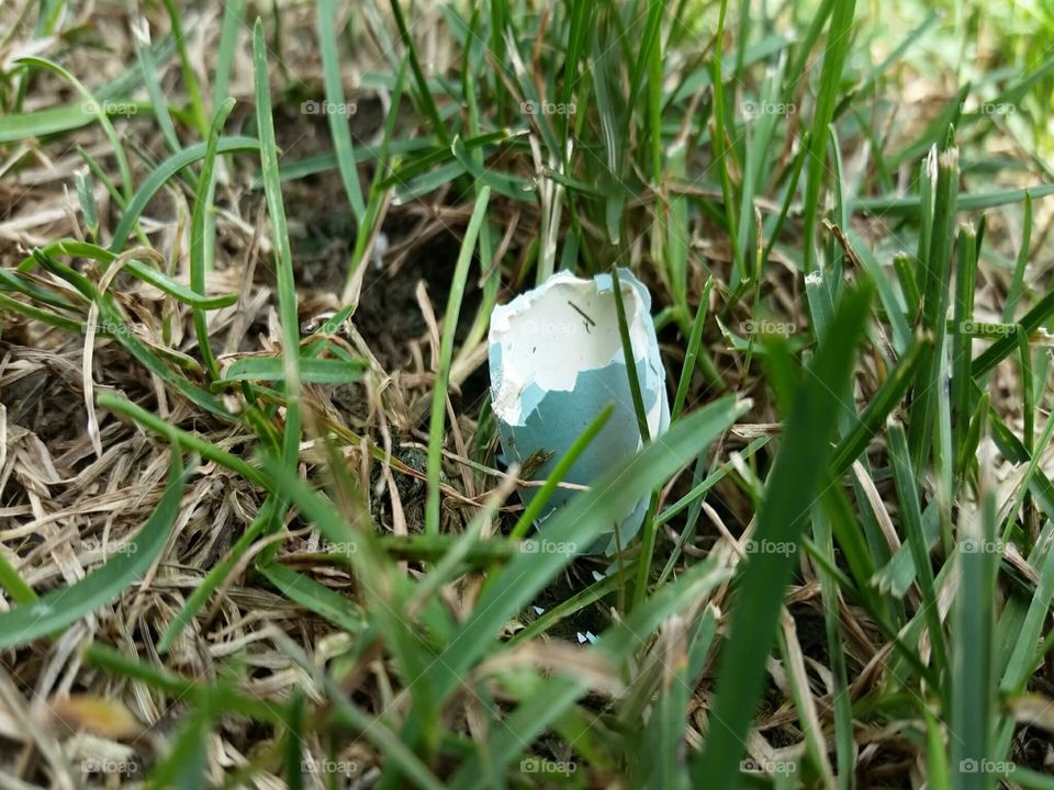 a robin's egg in the grass