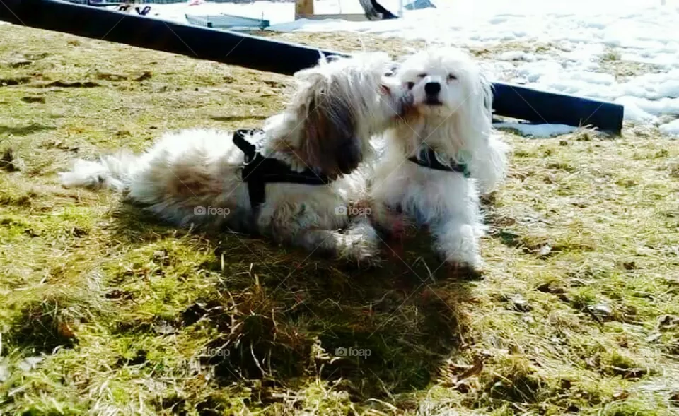 LOVE DOG.