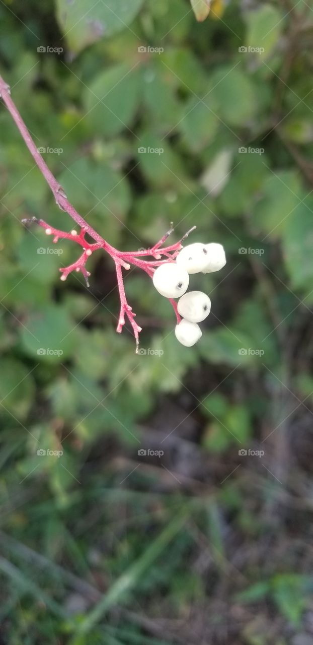 The white berries of the roughleaf dogwood (Cornus drummondii) are very unique and eye-catching.