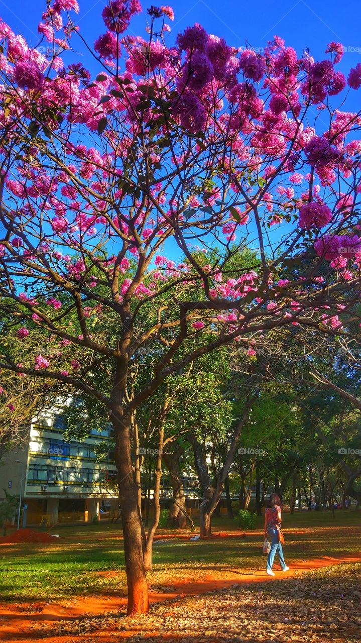 Ipê rosa árvore tree pink