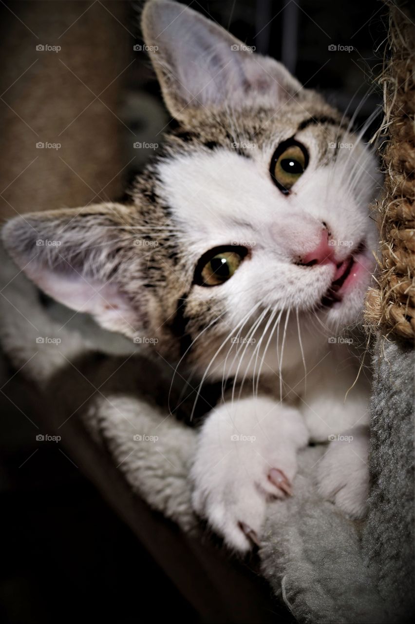 Cute smiling kitten with white face and green eyes