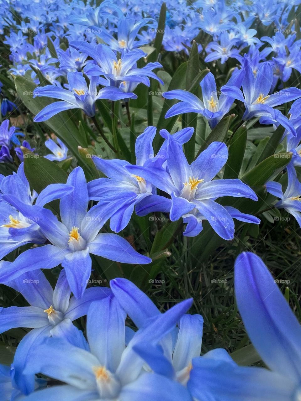 Closeup or macro of blue flowers 