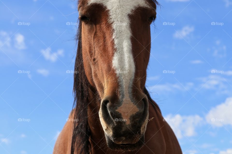 Closeup Headshot of wild mustang horse looking directly at camera against a vivid blue sky 