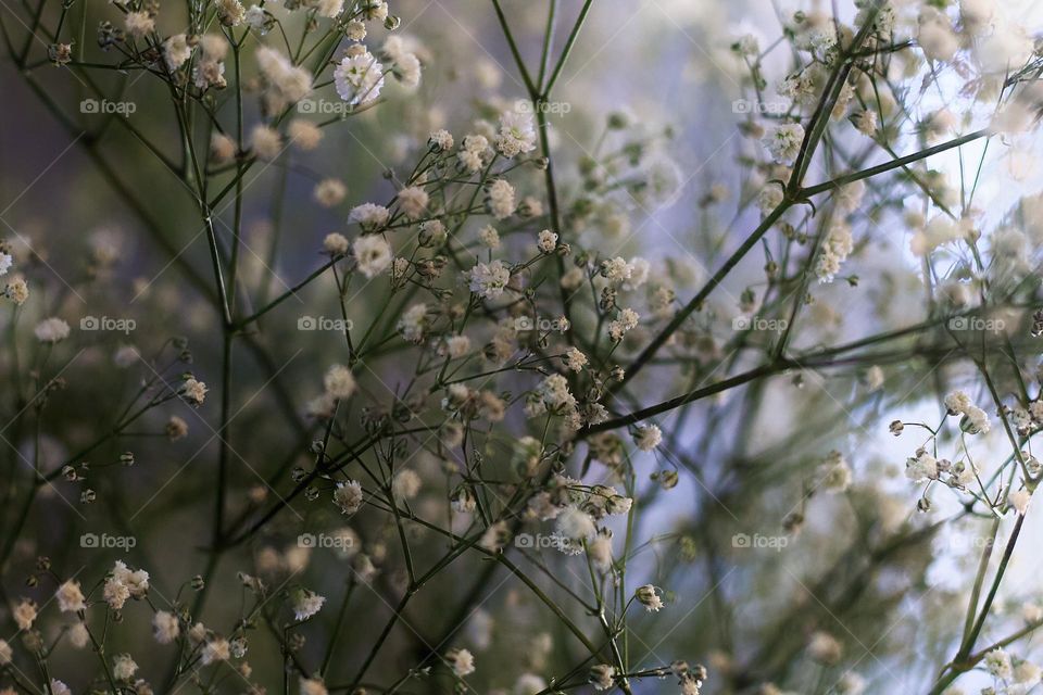 Gypsy flower close-up