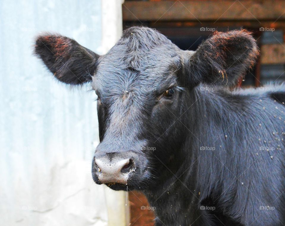 Maine Anjou cross heifer calf. 