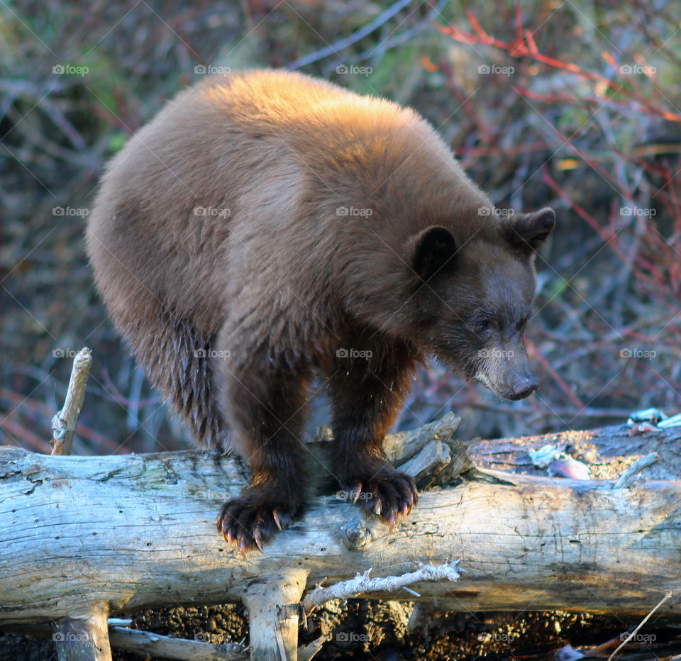 Brown Bear on a Log