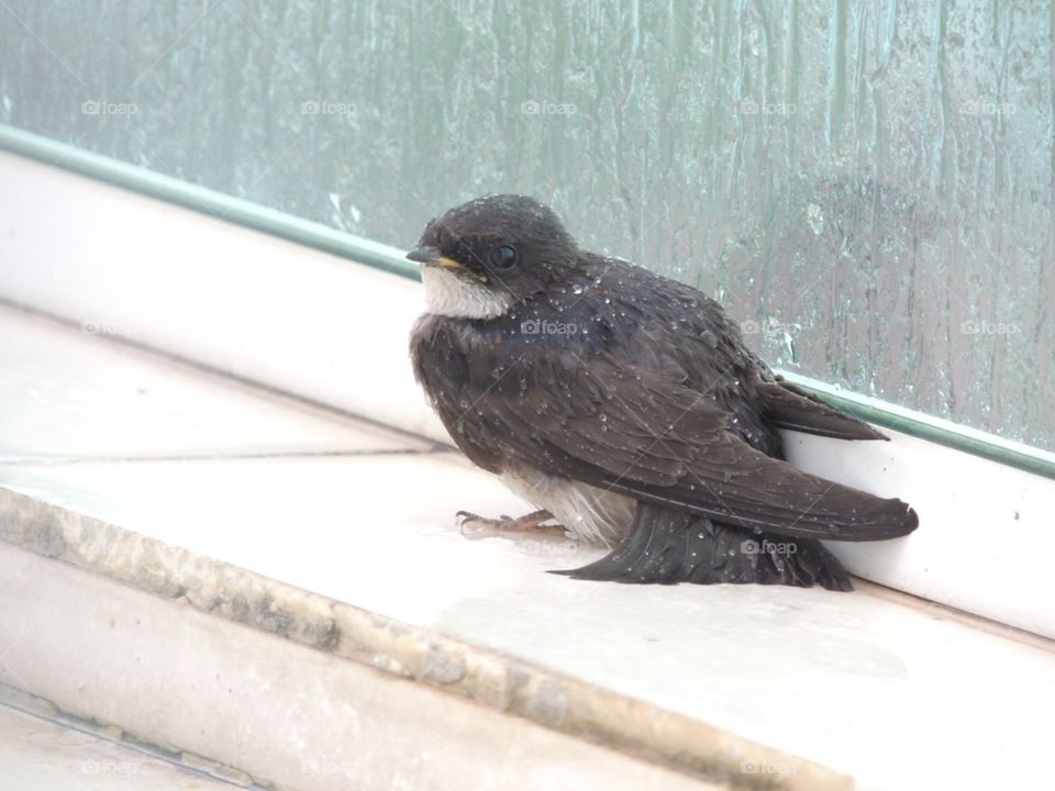 A small wet bird landed on the porch while waiting for the rain to stop
