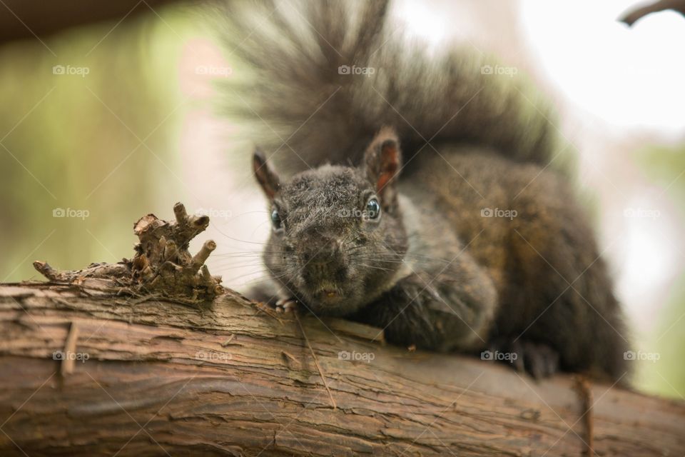 A cute squirrel in a tree