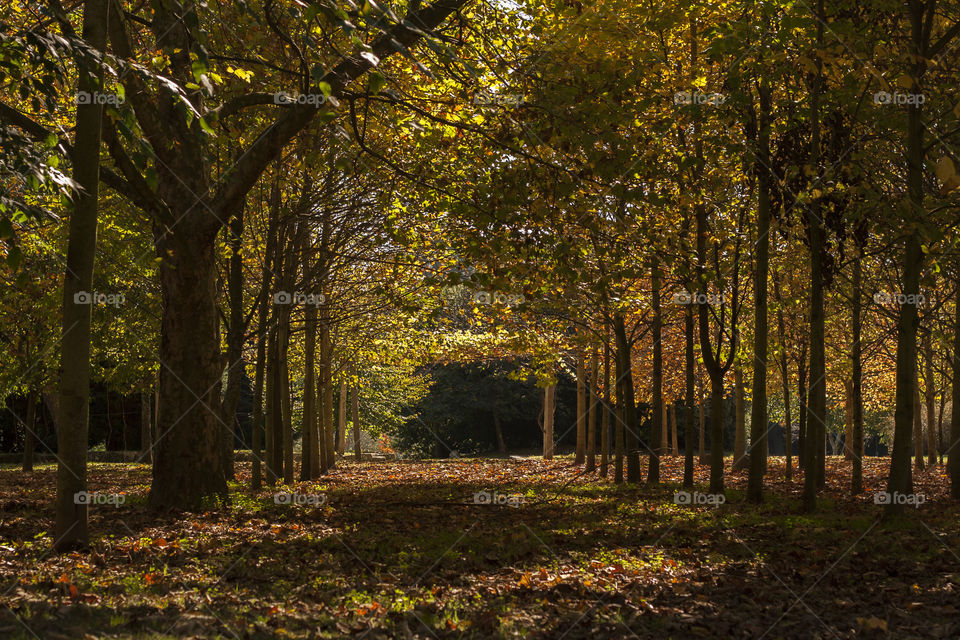 porto green ground nature by jmiguel