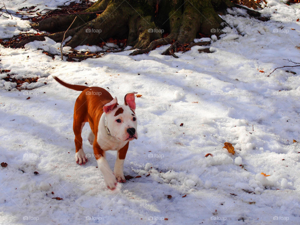 High angle view of puppy in the snow