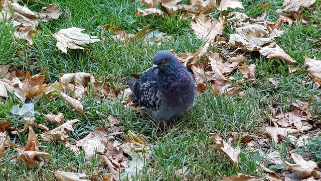 bird