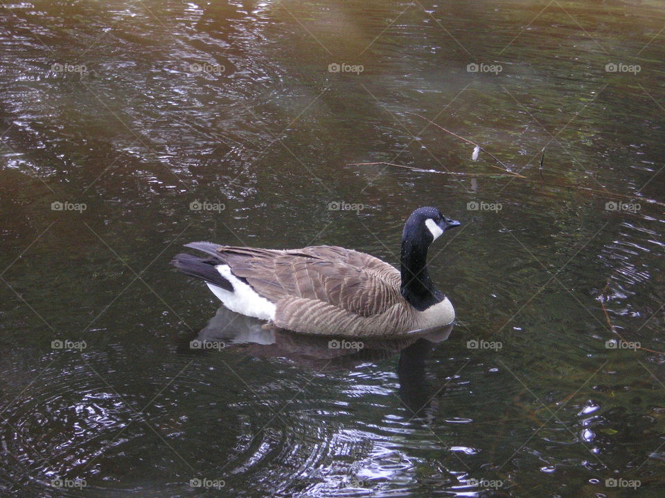 Canadian Goose profile . foul tempered fowl