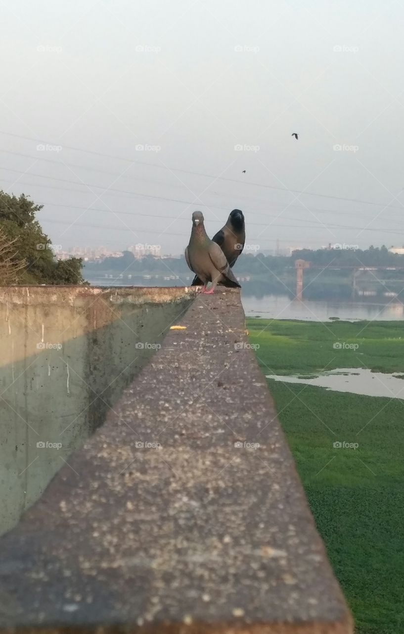 bautiful birds in my city river