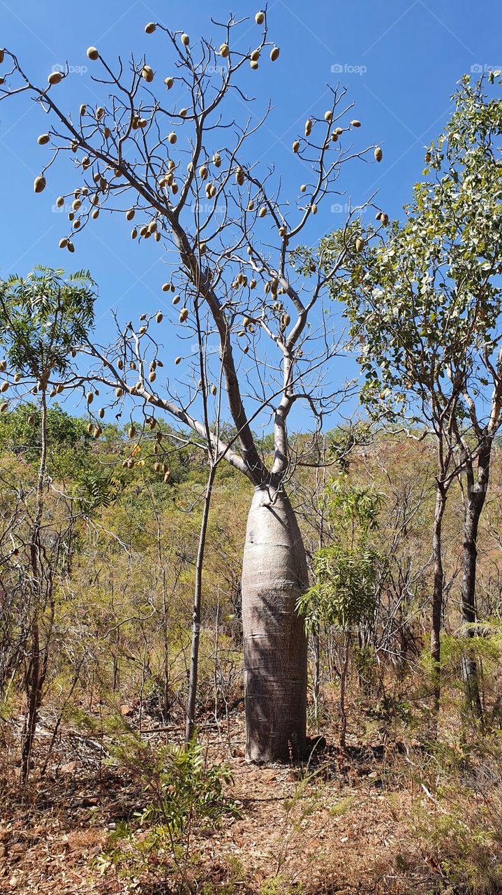 Boab tree at Nitmiluk National Park,  Northern Territory of Australia