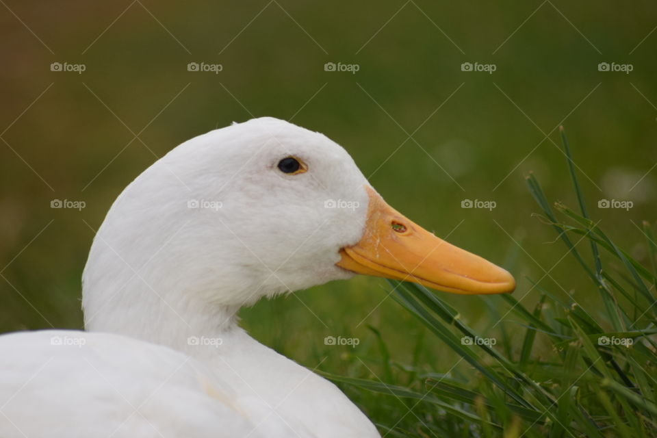 majestic duck