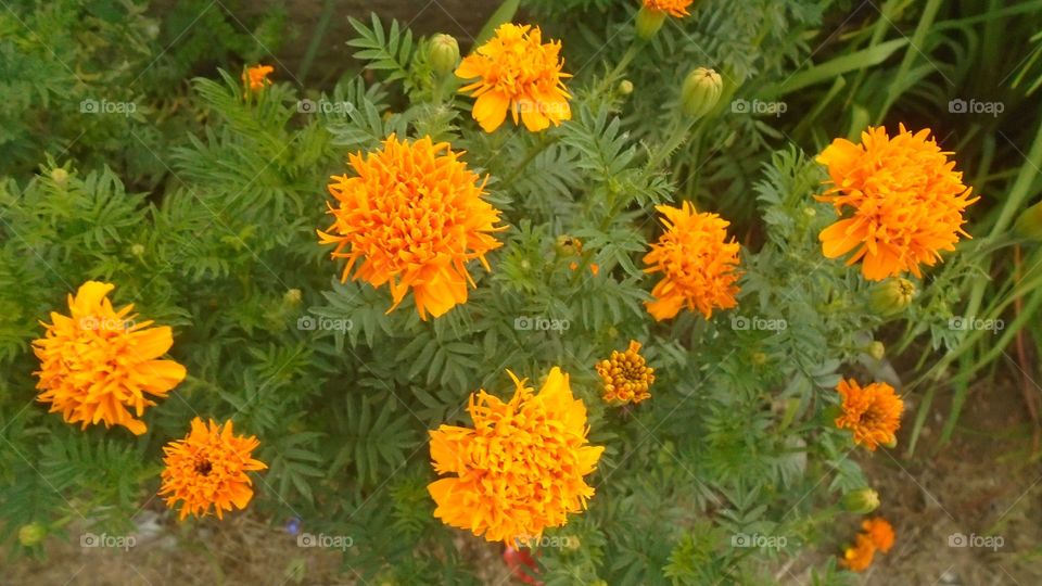 Huāyuán, zìrán, zhíwù, yèzi, huā.