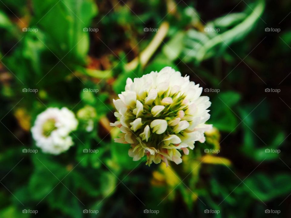 Close-up of blooming flower