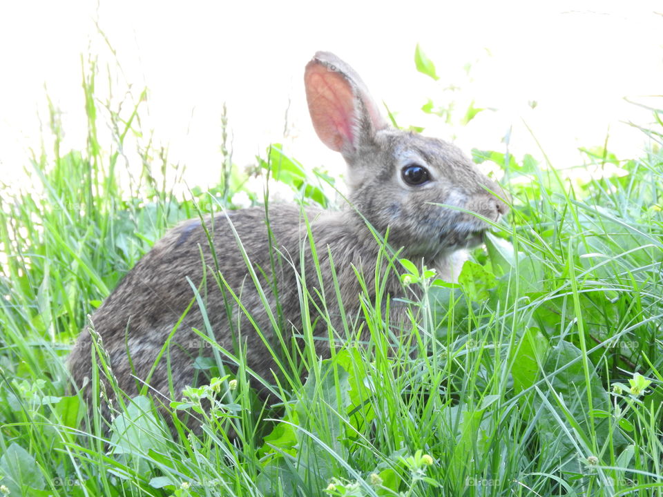 Cute Bunny Eating Grass