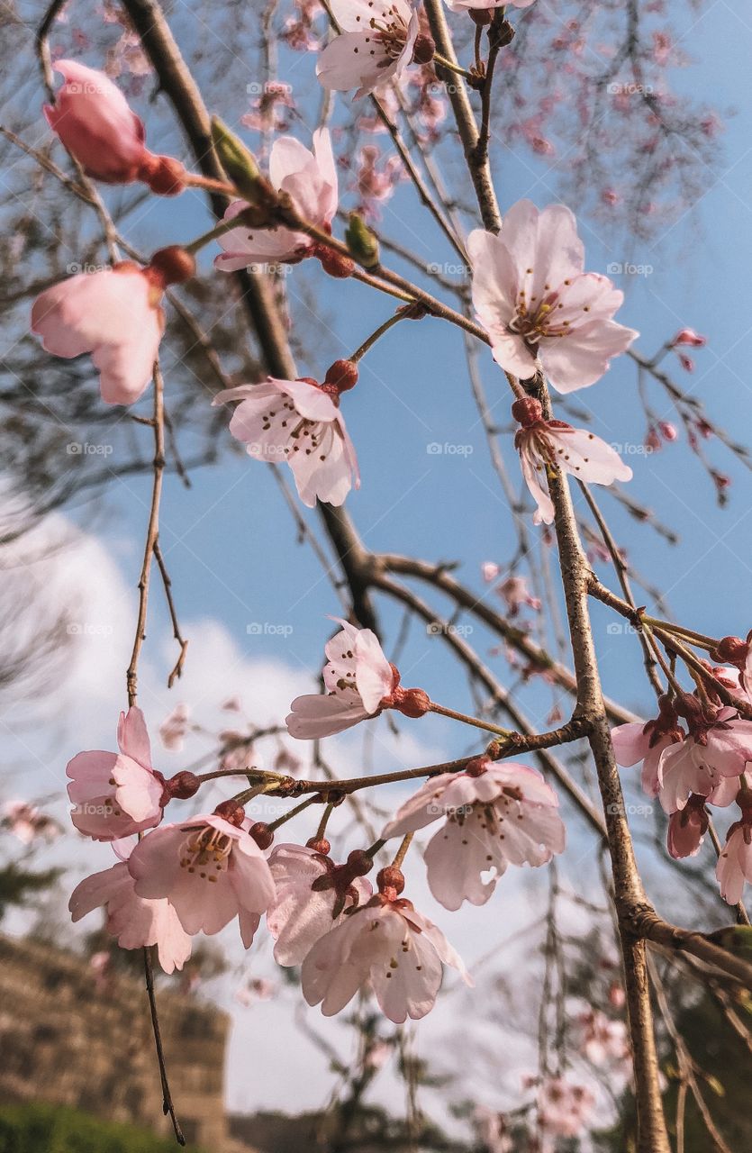 In bloom (Osaka, Japan 2019)