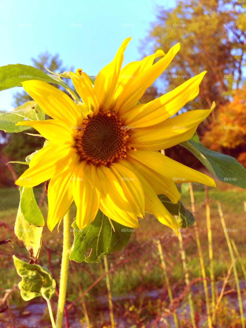 Sunflower Heaven!