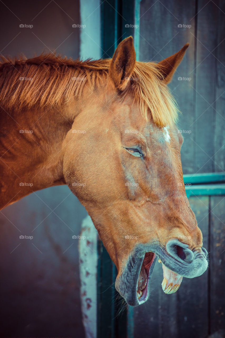 Funny, happy brown horse laughing and smiling with open mouth showing teeth. Animal portrait.