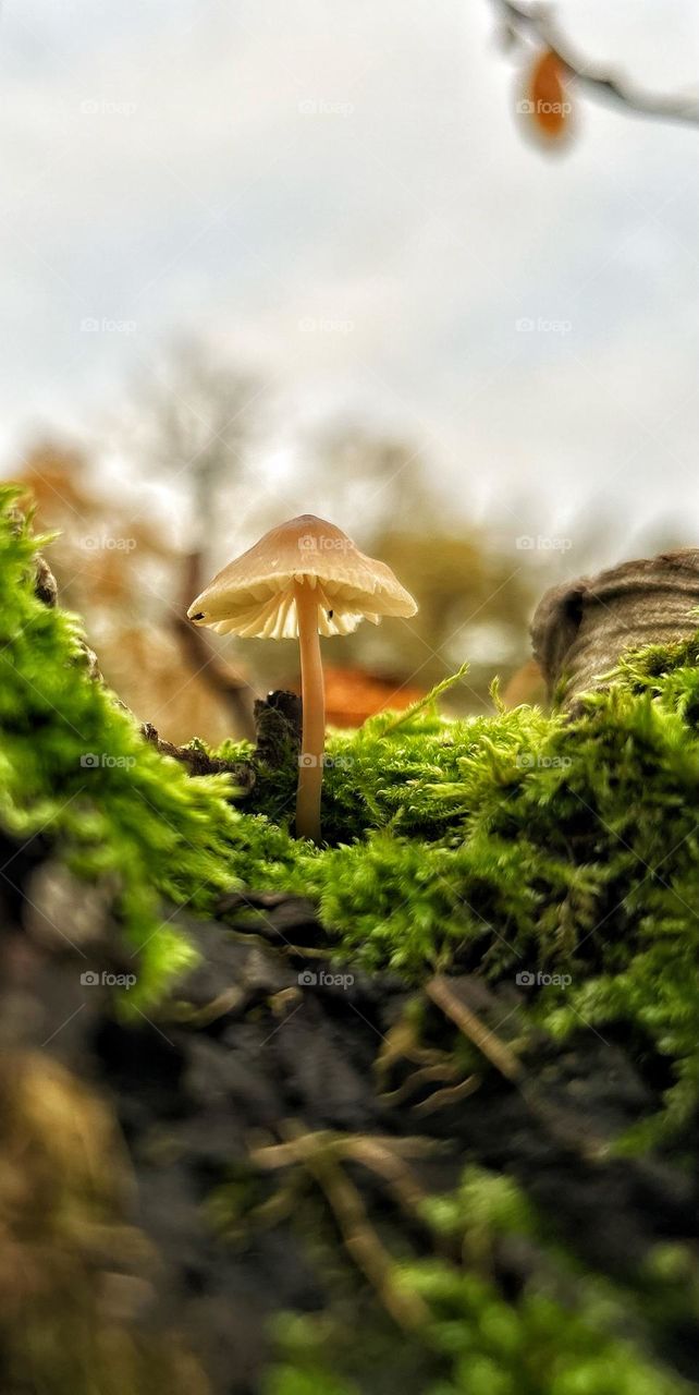 mushroom, nature, forest, fungus, autumn, fungi, green, grass, macro, brown, toadstool, food, moss, mushrooms, plant, season, white, closeup, wild, cap, wood, natural, fall, close-up, edible