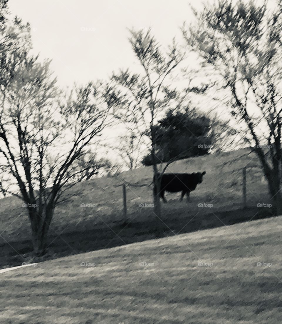 Backroads Cow