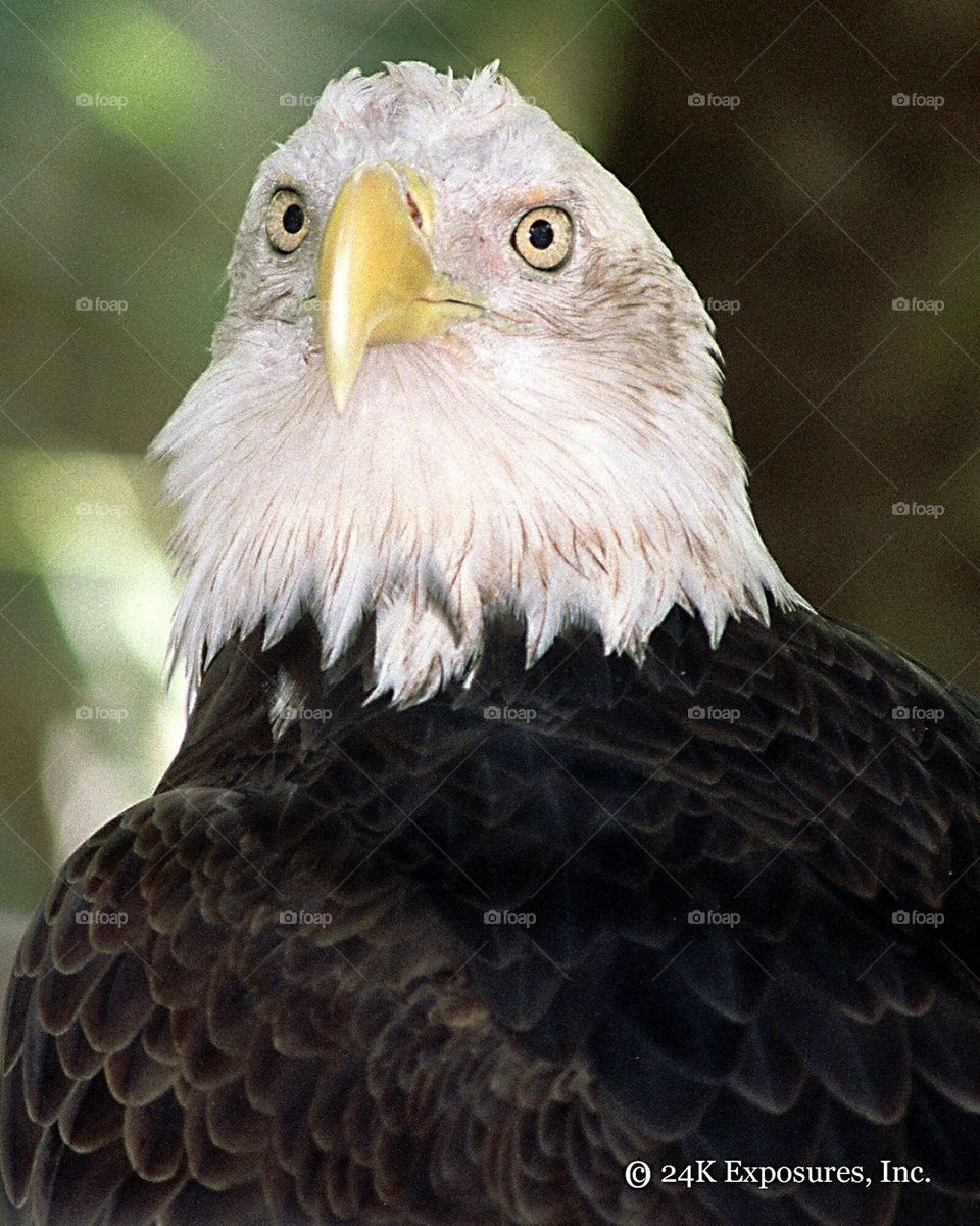 American Bald Eagle