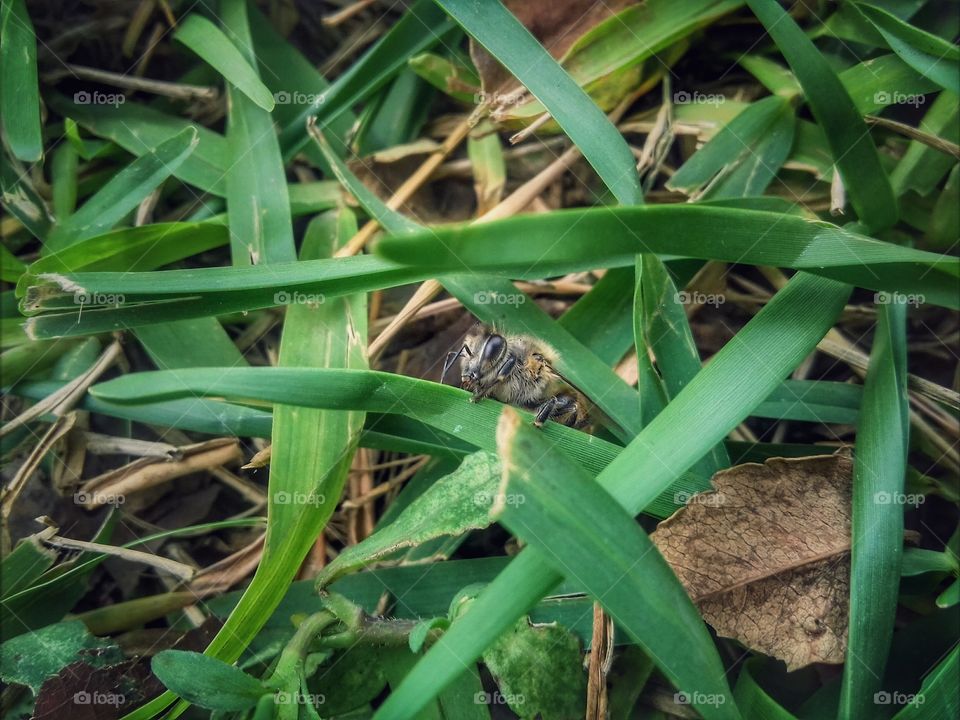 la reina más bella e importante