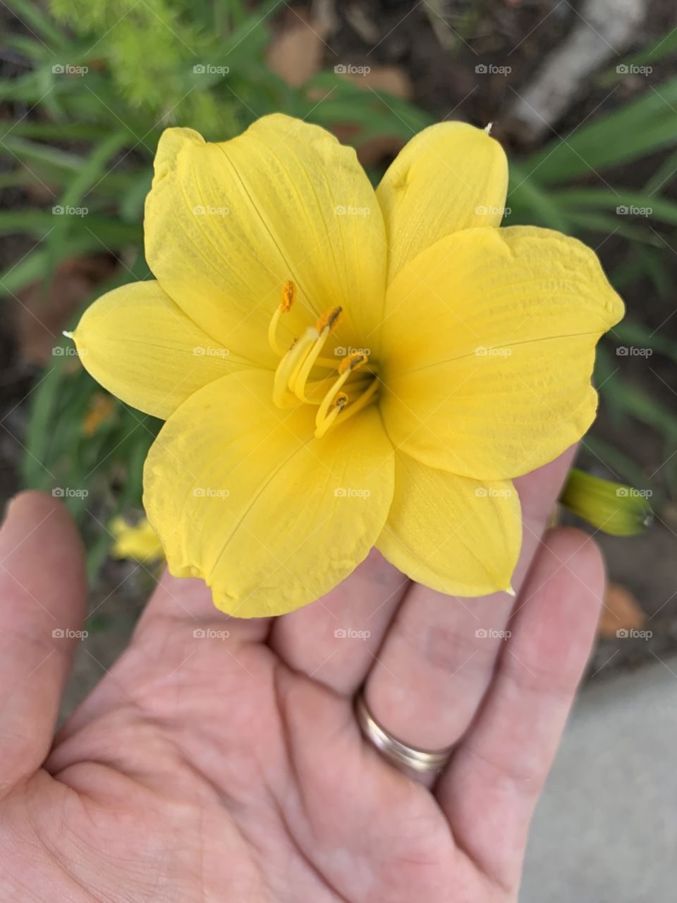 A gorgeous bright yellow flower in bloom on a fall day