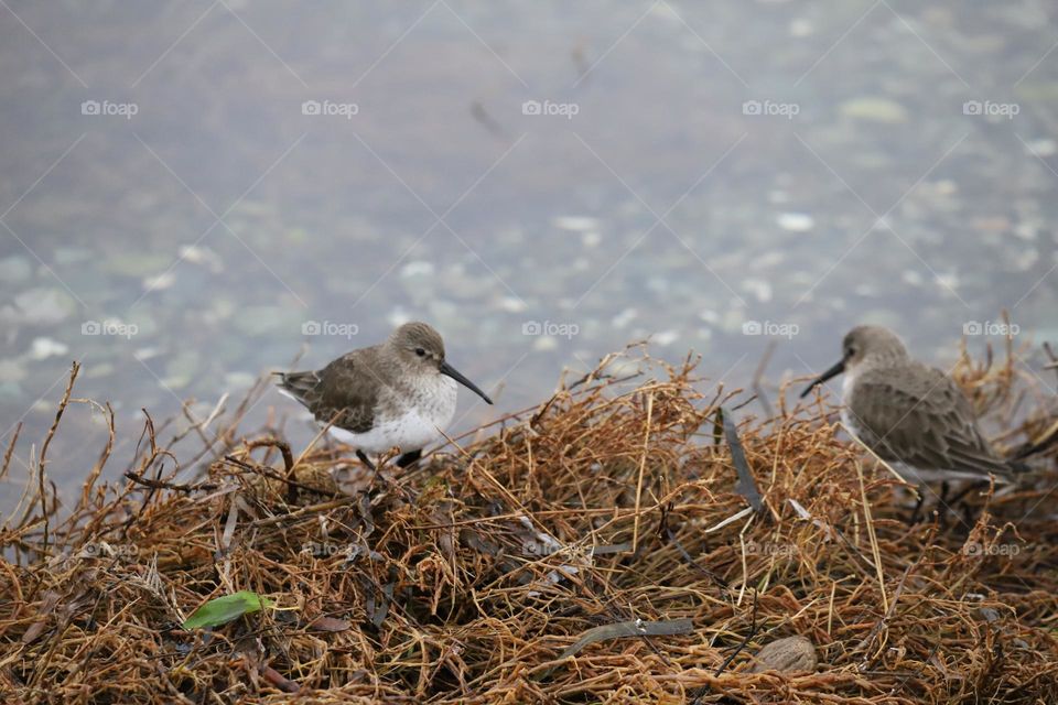 Sandpipers on the shore 