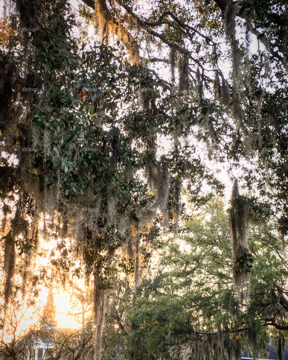 Spanish Moss