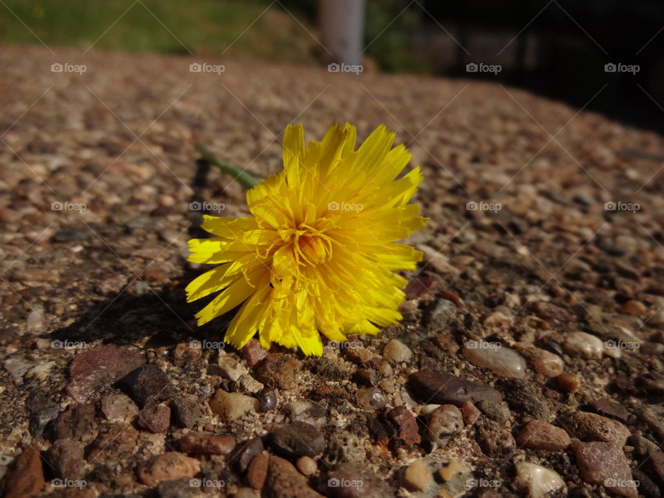 yellow dandelions