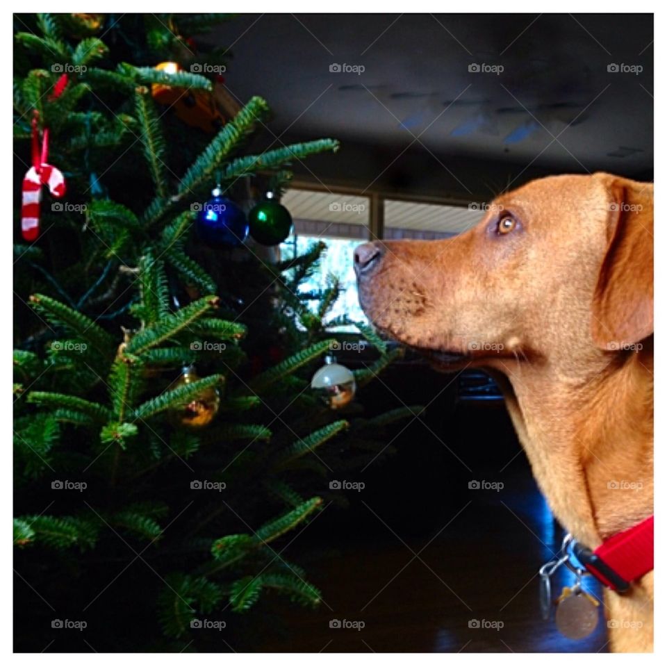 Christmas Dog