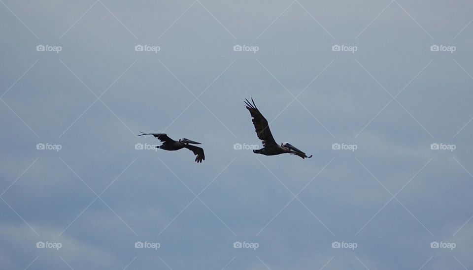soaring pelican