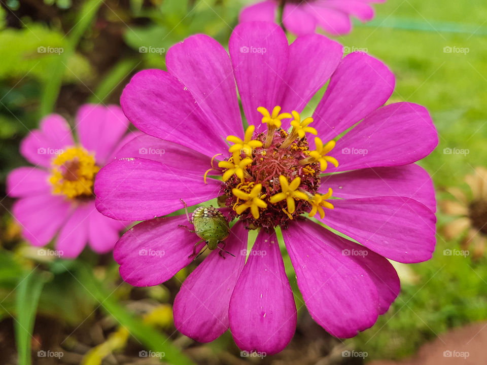 pink flower with green insect on it