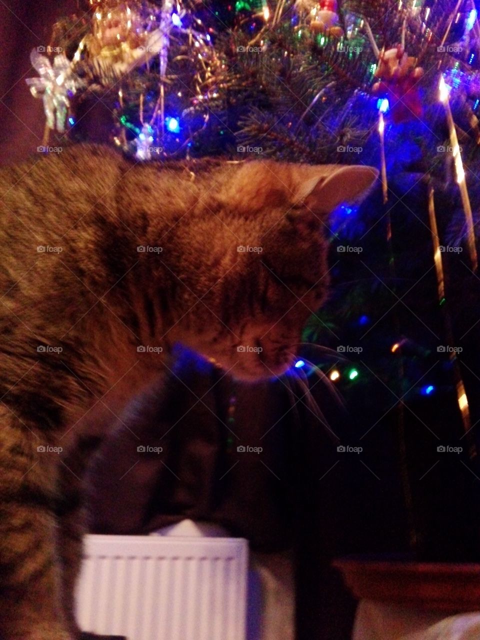 Christmas Cat