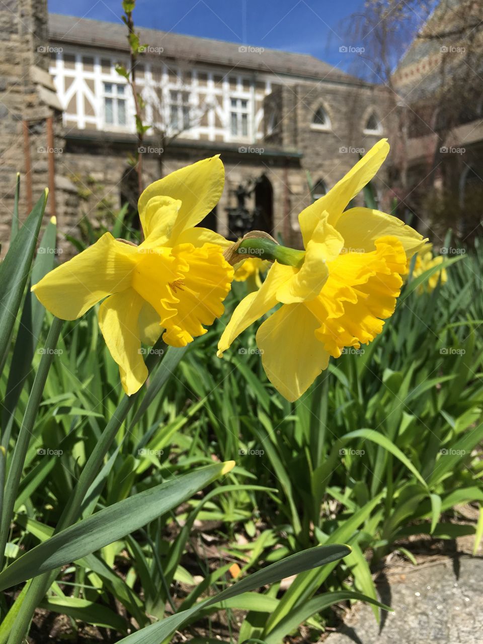 Daffodils